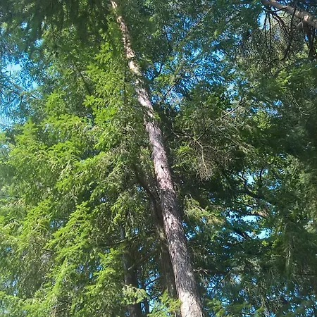 Meuble Avec Etang En Lisiere De Foret. *