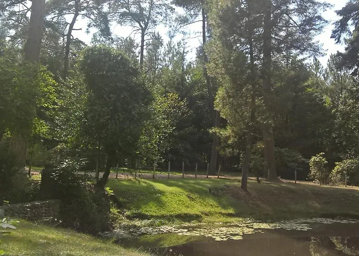 Meuble Avec Etang En Lisiere De Foret. *